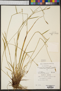 Carex purpurifera image