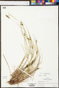 Carex caroliniana image