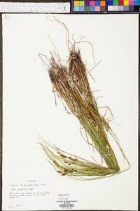 Carex caroliniana image