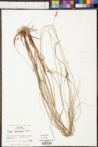 Carex caroliniana image