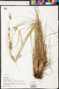 Carex bushii image