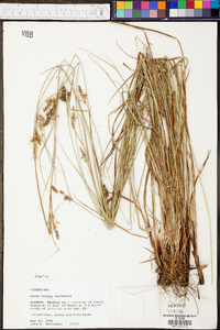 Carex bushii image