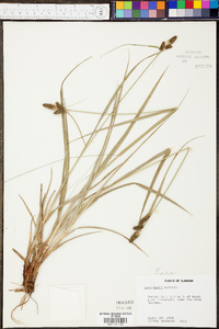 Carex bushii image