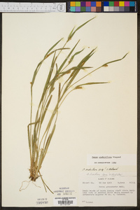 Carex crebriflora image