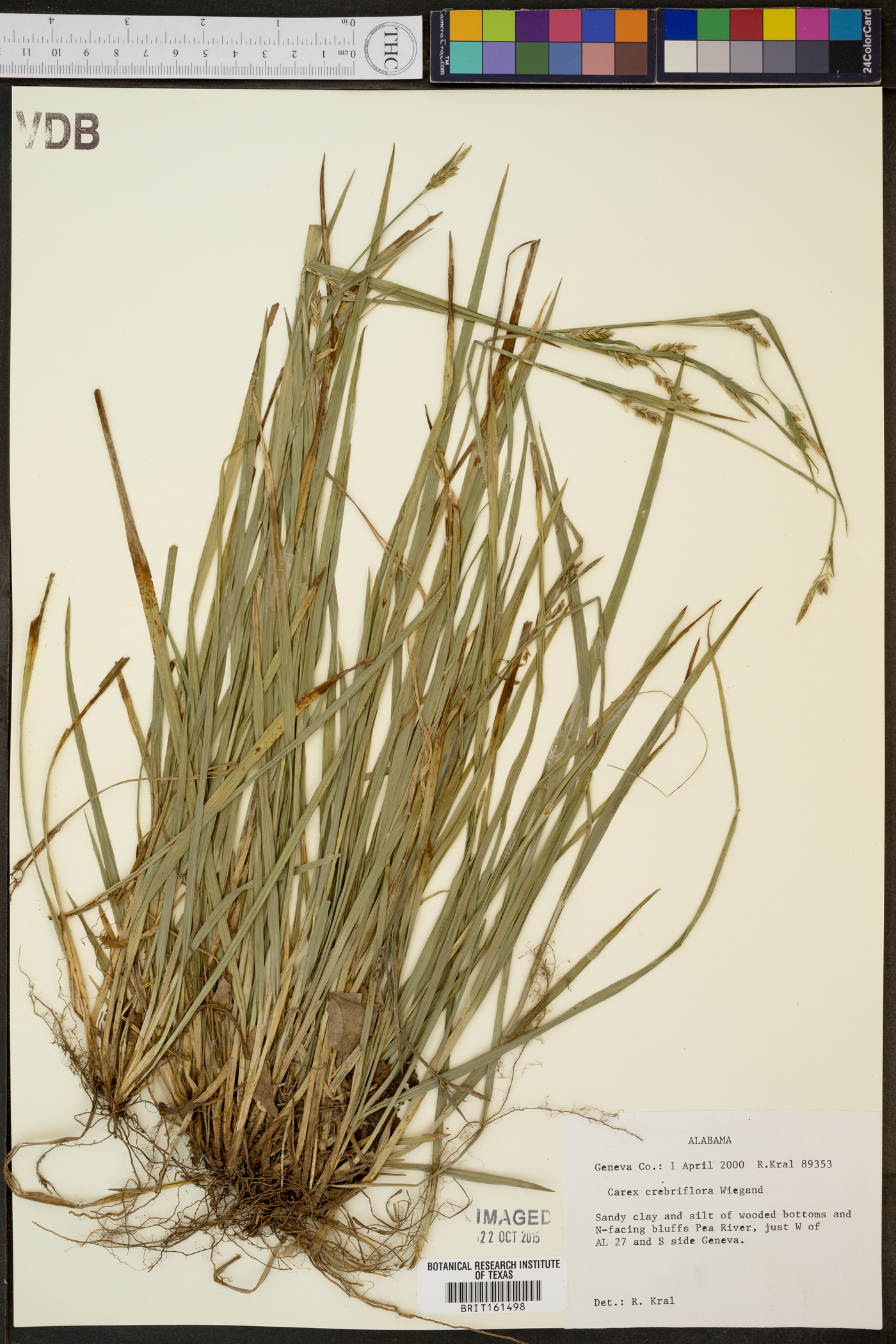 Carex crebriflora image