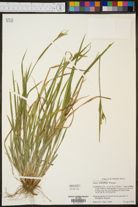 Carex crebriflora image