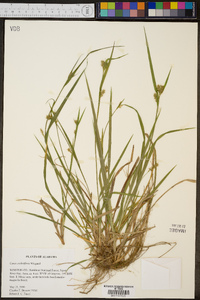 Carex crebriflora image