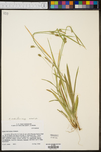 Carex crebriflora image