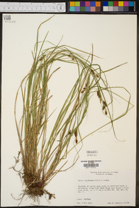 Carex complanata image