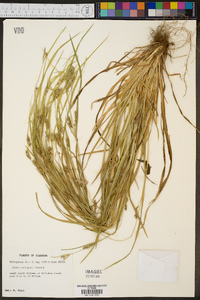 Carex corrugata image