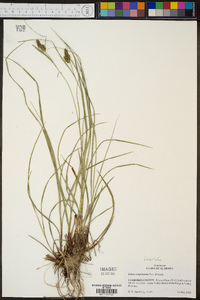 Carex complanata image