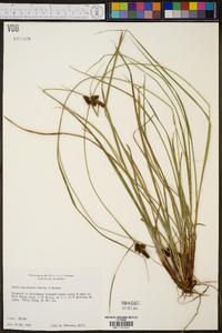 Carex complanata image