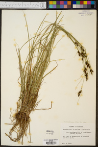 Carex caroliniana image