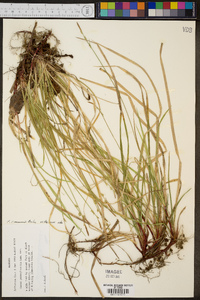 Carex canariensis image