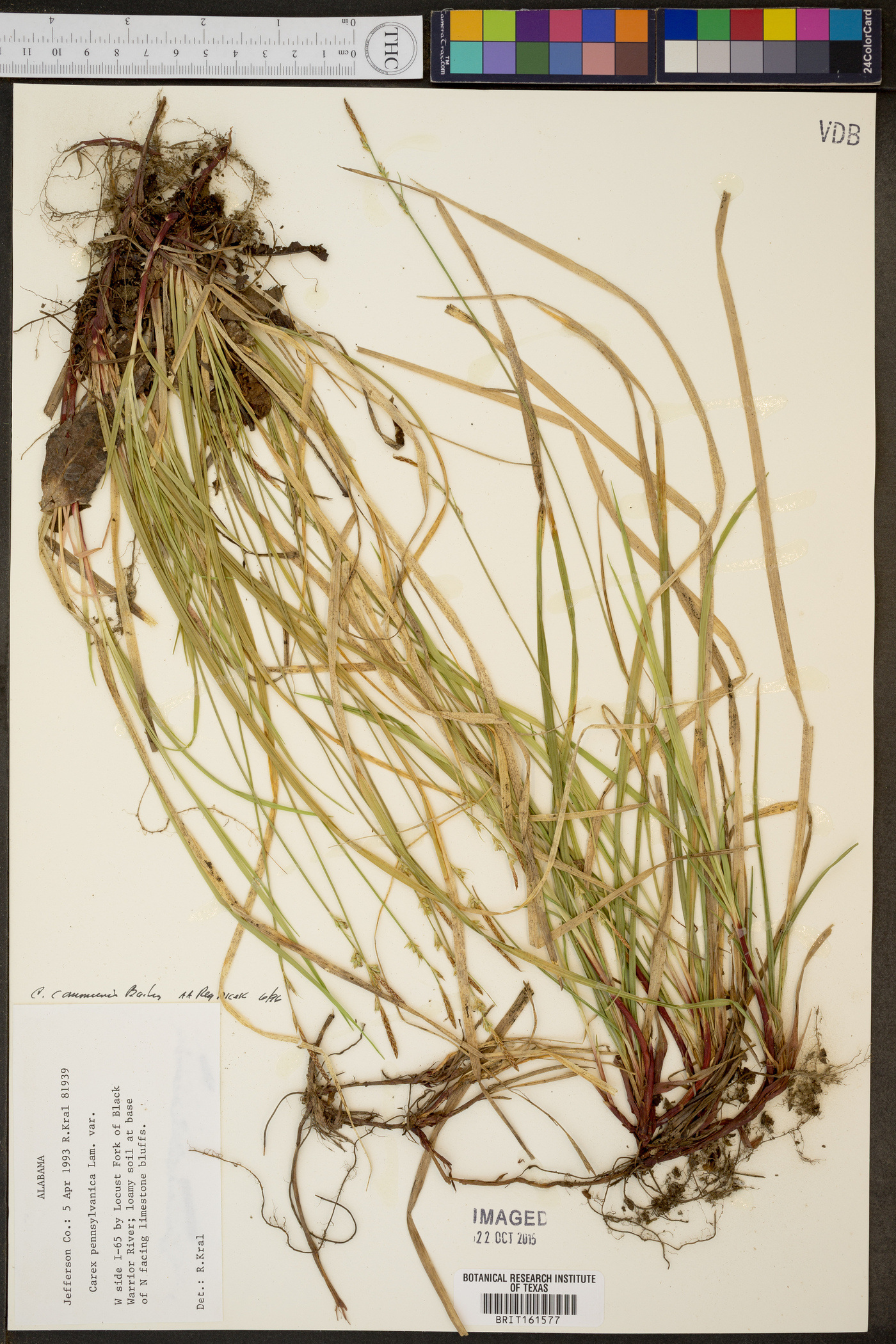 Carex canariensis image