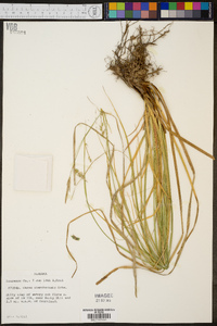 Carex cherokeensis image