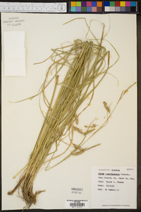 Carex cherokeensis image