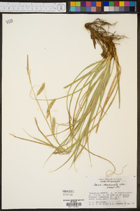 Carex cherokeensis image