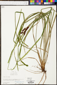 Carex joorii image