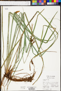 Carex joorii image