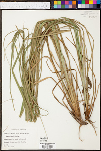 Carex joorii image