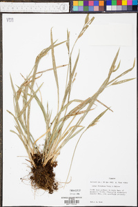 Carex kraliana image