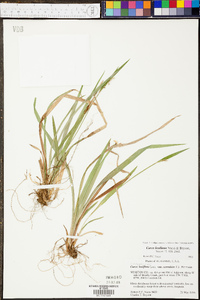 Carex kraliana image