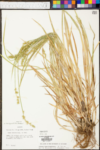 Carex laevivaginata image