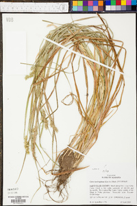 Carex laevivaginata image