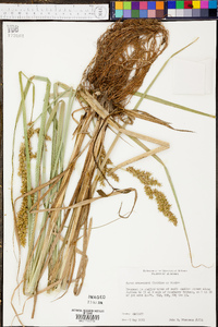 Carex crus-corvi image