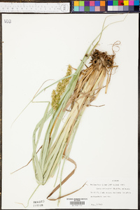 Carex crus-corvi image