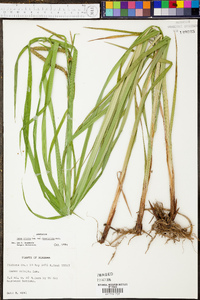 Carex crinita var. brevicrinis image