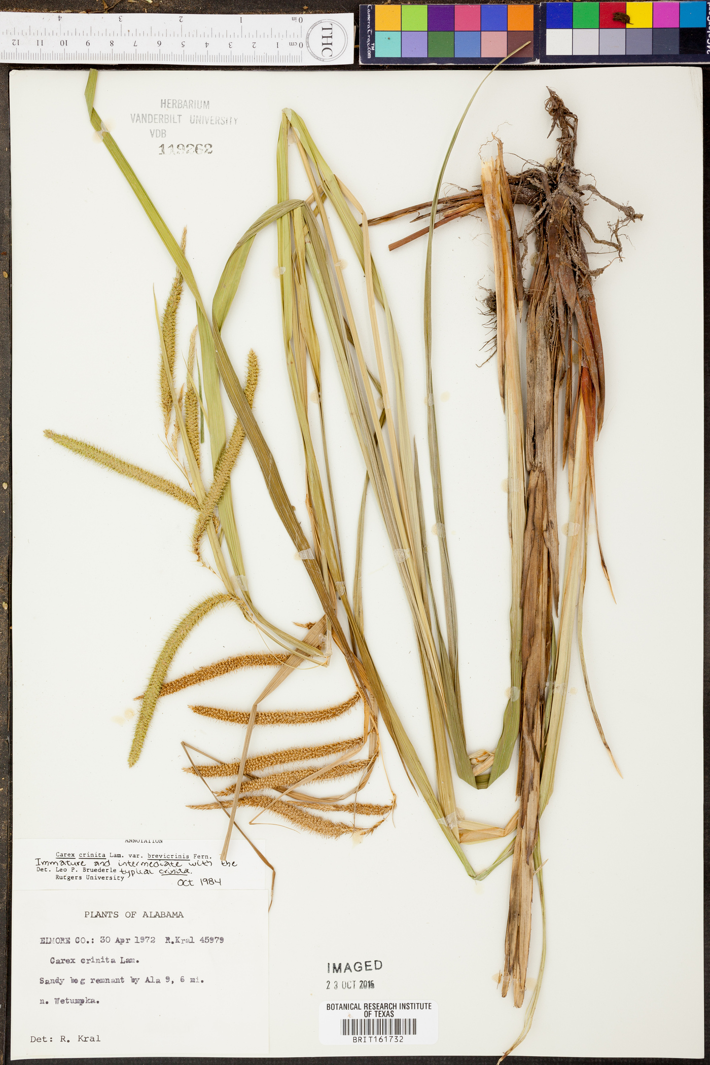 Carex crinita var. brevicrinis image