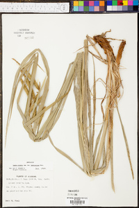 Carex crinita var. brevicrinis image