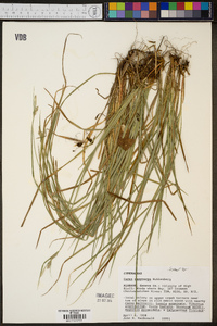 Carex dasycarpa image