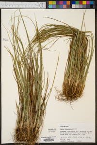 Carex dasycarpa image