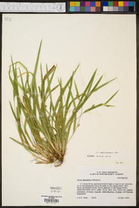 Carex cumberlandensis image