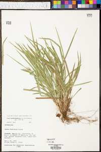 Carex cumberlandensis image