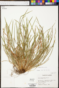 Carex cumberlandensis image