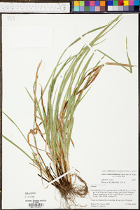 Carex cumberlandensis image