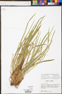 Carex cumberlandensis image