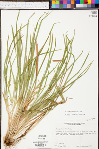 Carex cumberlandensis image