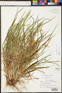 Carex cumberlandensis image