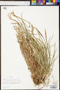 Carex cumberlandensis image