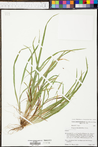 Carex cumberlandensis image