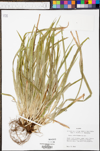 Carex cumberlandensis image