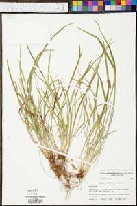 Carex cumberlandensis image