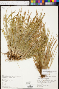 Carex cumberlandensis image