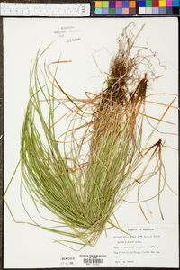 Carex jamesii image