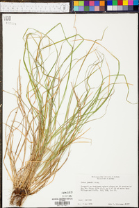 Carex jamesii image